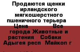 Продаются щенки ирландского мягкошерстного пшеничного терьера › Цена ­ 30 000 - Все города Животные и растения » Собаки   . Адыгея респ.,Майкоп г.